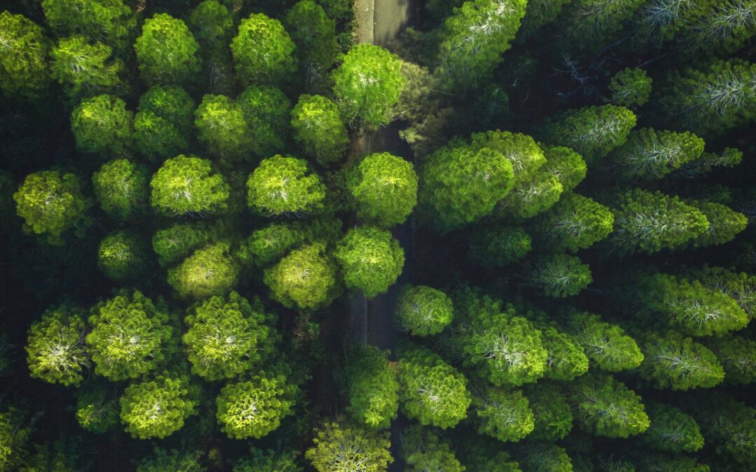 Green recoveries are happening across the globe—how can Canada be a leader?