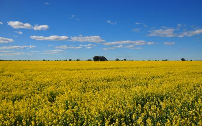 Alberta’s Prosperity Scorecard: 2025 Edition