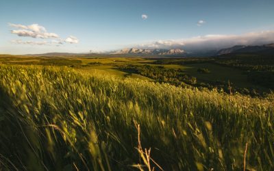 Alberta CEO Pulse Survey: Summer 2026